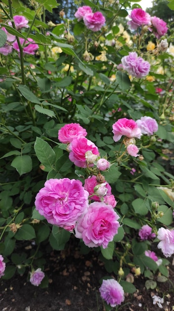foto de rosas florecientes en aerosol rosa