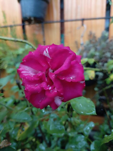 Foto foto de rosas rojas mojadas por la lluvia