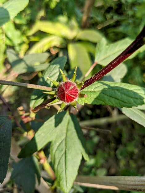 foto roselle fruta no jardim roselle fresca com folha alimentos saudáveis alternativa ervas medicina bebida