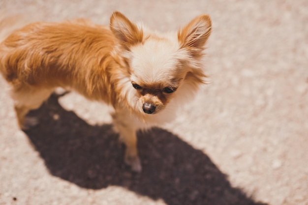 Foto rote Hunderasse langhaariger Chihuahua 1849