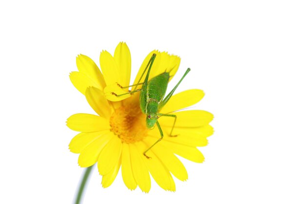 Foto de un saltamontes en blanco