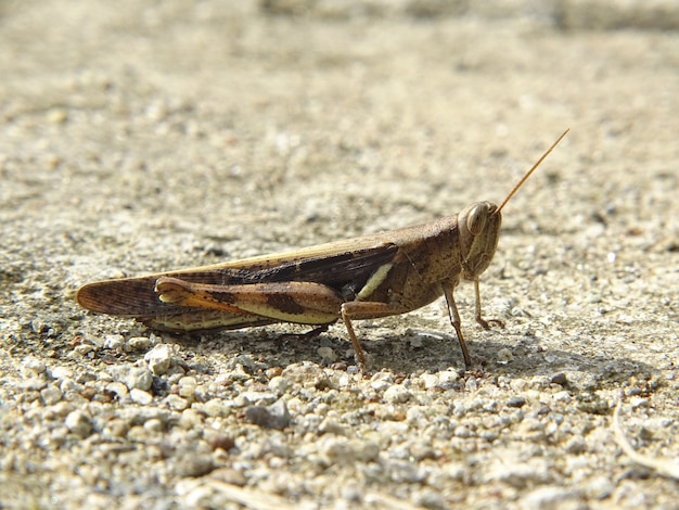 Foto foto de saltamontes marrón de cerca