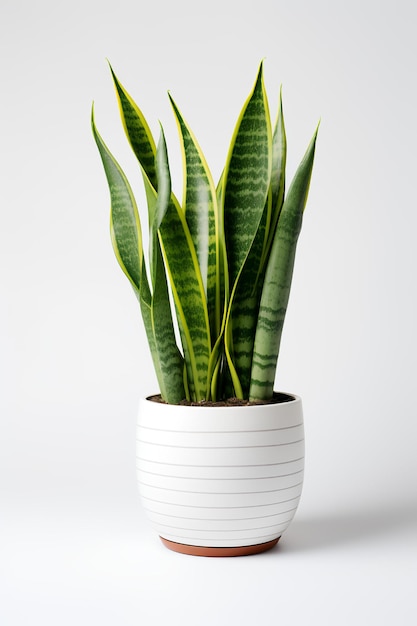 Foto de Sansevieria trifasciata en maceta blanca como planta de interior sobre fondo blanco.