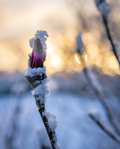 Foto seletiva de um galho de árvore de primavera floresceu coberto de neve de inverno