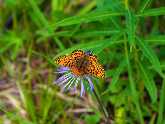 Foto seletiva de uma borboleta motherofpearl boliria selenis em uma flor roxa florestas das montanhas altai