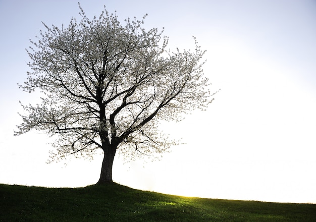 Foto foto de silueta de árbol, campo