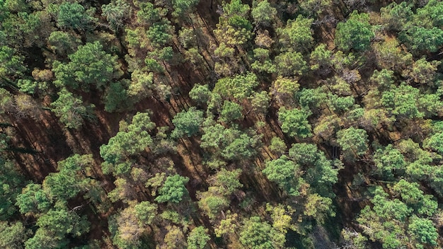 Foto sobre os topos da floresta de pinheiros. vista aérea, natureza