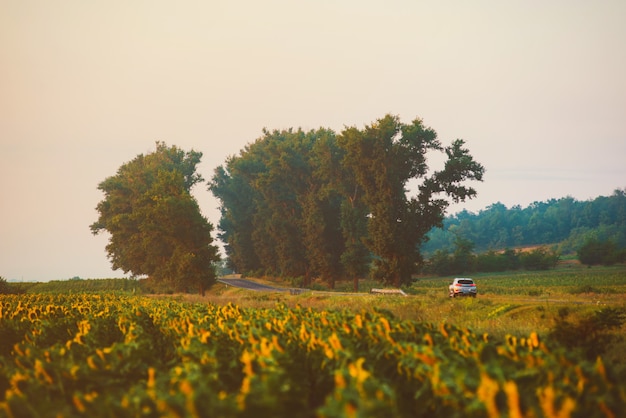 Foto de un solo automóvil en medio de la carretera en un hermoso hito con girasoles durante el amanecer de la mañana.