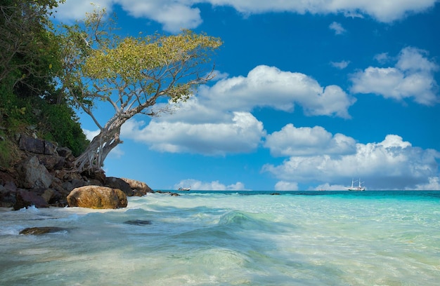 Foto Sommer Strand Baum mit blauem Himmel