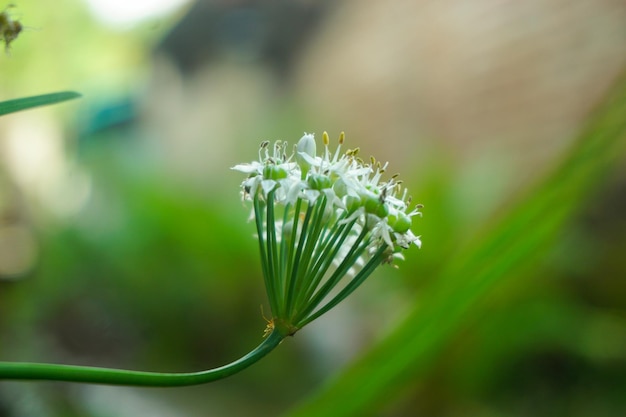 Foto stock da atmosfera fresca da aldeia