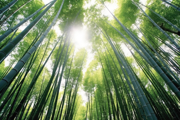 foto stock de fotografia profissional da Floresta de Bambu