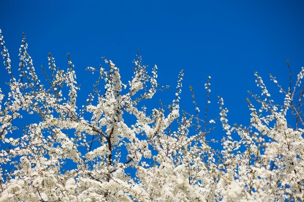 Foto suave de botões de maçã branca florescendo fechando sobre um fundo de céu azul