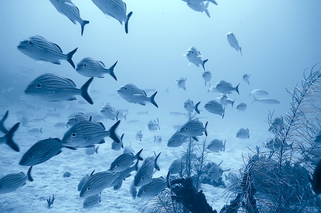 Foto subaquática de cardume de peixes, golfo do méxico, cancún, recursos de pesca biológica