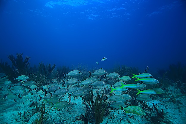 foto subaquática de cardume de peixes, Golfo do México, Cancún, recursos de pesca biológica