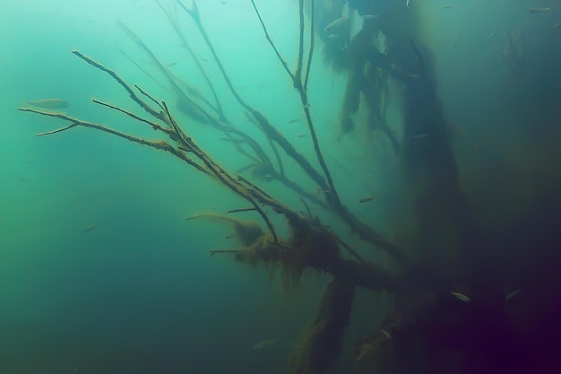 foto submarina del bosque de manglares / árboles inundados, paisaje submarino inusual, naturaleza del ecosistema bajo el agua