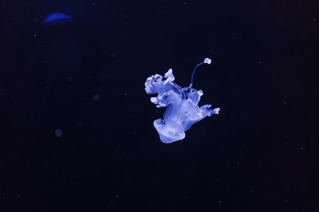 Una foto submarina de una hermosa medusa australiana manchada