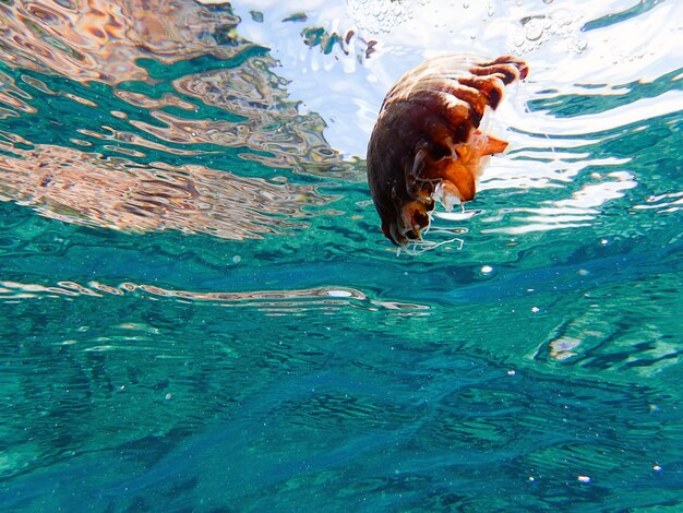 Foto submarina de medusas