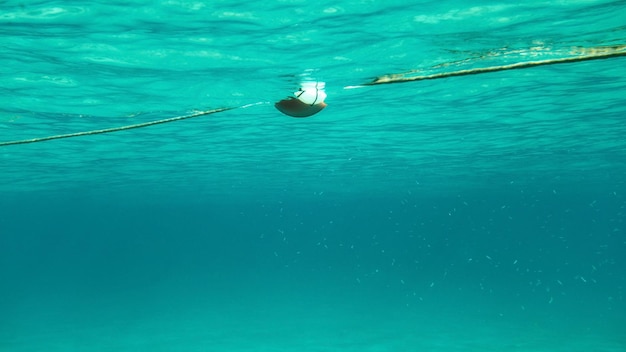 Foto submarina: nadando hacia la cuerda con una boya marina, cardumen de peces pequeños a la derecha. Fondo marino abstracto.