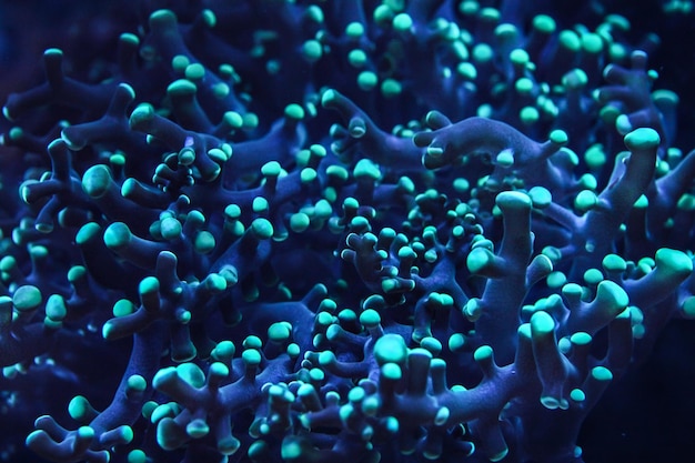 Foto submarina, primer plano de coral azul que emite luz fluorescente en la oscuridad. Fondo marino abstracto.