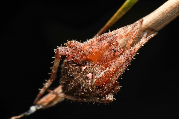 Foto foto super macro de aranha na folha no preto