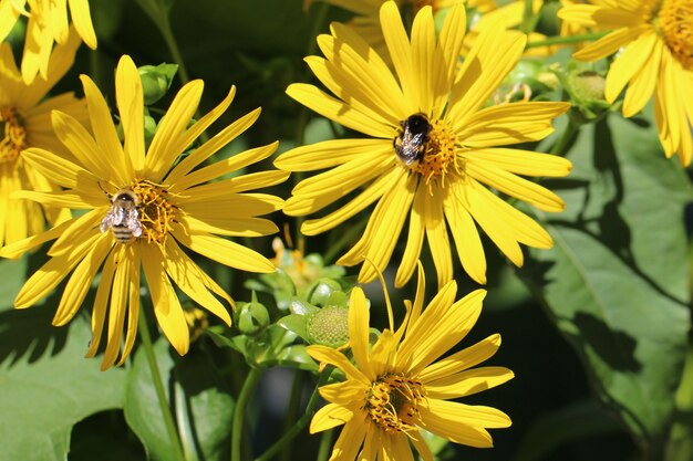 Foto superior frontal de tres margaritas amarillas de jardín y dos abejas