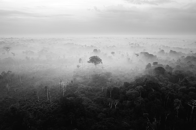 Foto surpreendente em preto e branco da amazônia e da selva, foto de alta qualidade