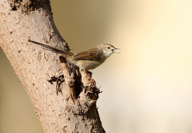 Foto de tamaño mediano de prinia sentada en el árbol