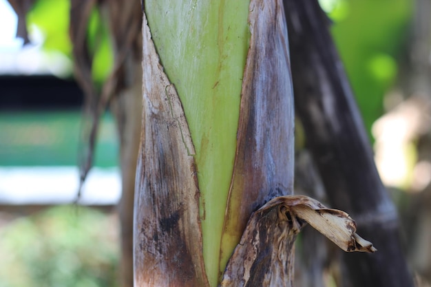 Foto de textura de un tronco de árbol de plátano