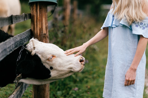 Foto tirada de uma garota elegante em um vestido romântico azul tocando a vaca no campo