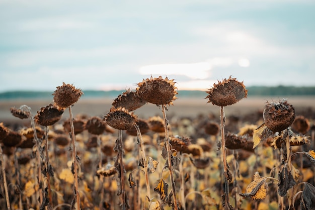 Foto tonificada del campo de girasol en otoño Girasoles secos y muertos en el campo agrícola