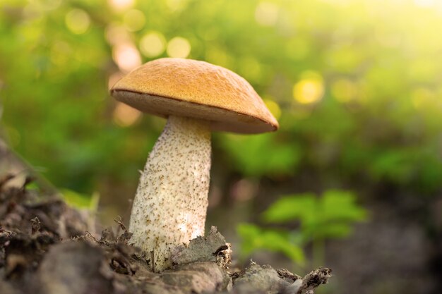 Foto de tonos de un hongo boletus de tapa naranja que crece en el bosque con rayos de sol en el fondo