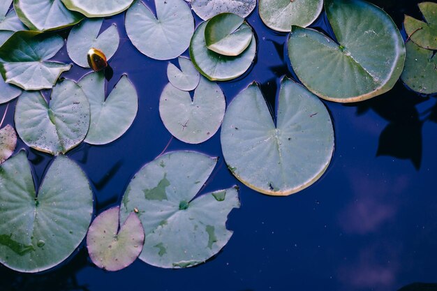 Foto de tonos oscuros de fondo de superficie de agua de hoja de lirio de agua