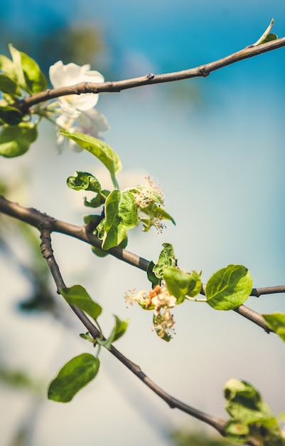 Foto de tonos de primer plano de flores de manzana blanca en el árbol