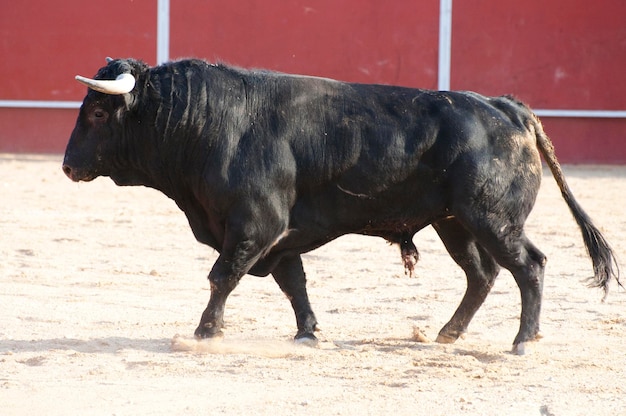 Foto de toro de lidia de España. Toro negro