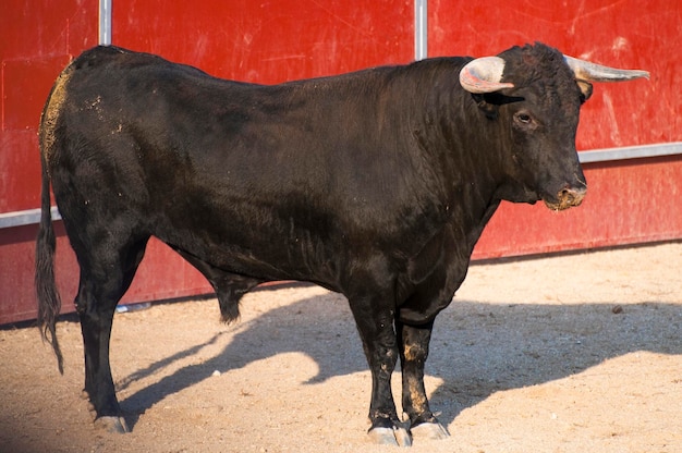 Foto de toro de lidia de España. Toro negro