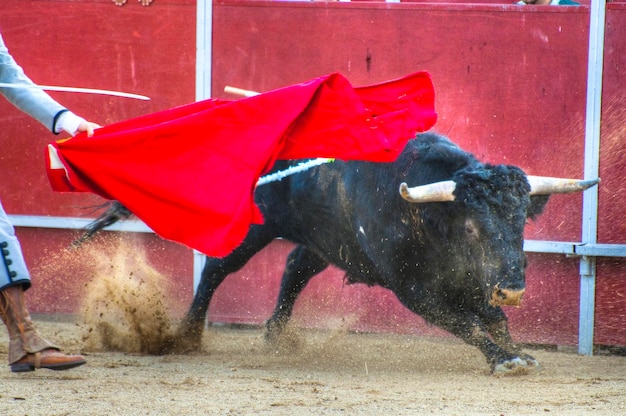 Foto foto de toro de lidia de españa. toro negro