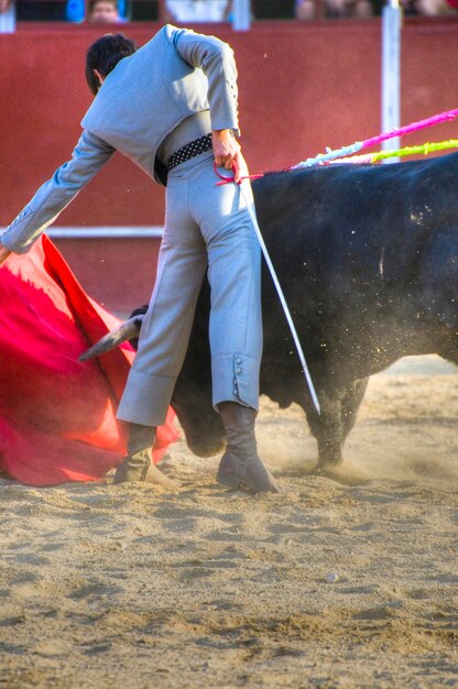 Foto foto de toro de lidia de españa. toro negro