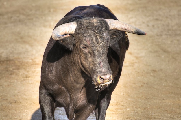 Foto de toro de lidia de España. Toro negro