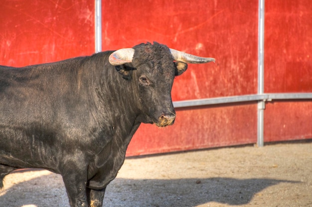 Foto de toro de lidia de España. Toro negro