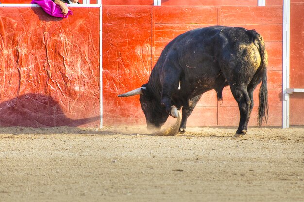 Foto de toro de lidia de España. Toro negro