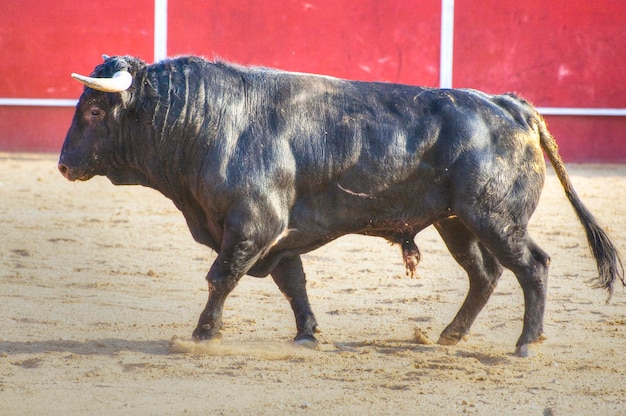 Foto de toro de lidia de España. Toro negro