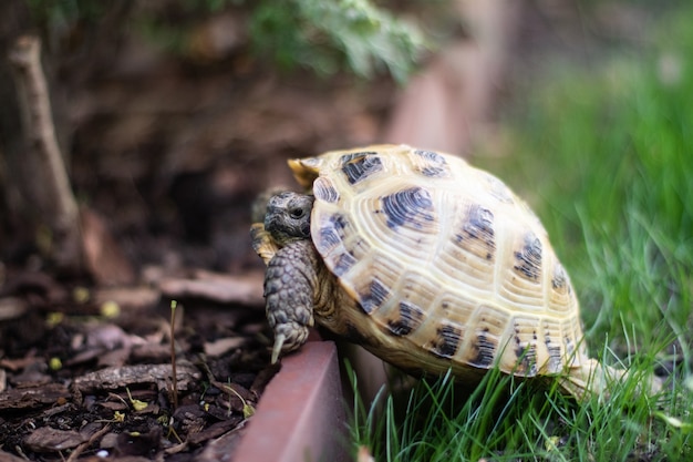 Foto foto de una tortuga rusa