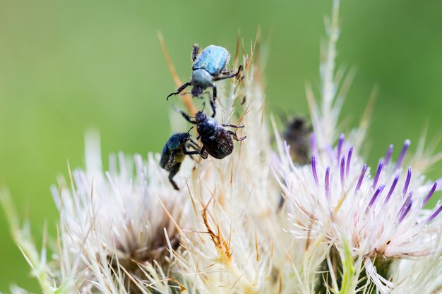 Foto de tres bichos en una flor