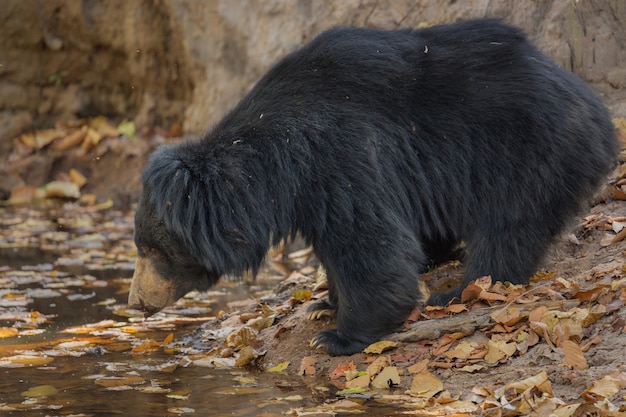 Foto única de osos perezosos en India