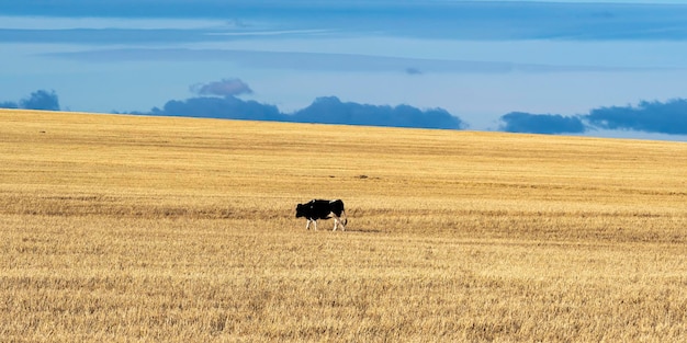 Foto de vacas pastando en el campo de otoño