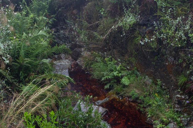 Foto del verde del bosque en el campo