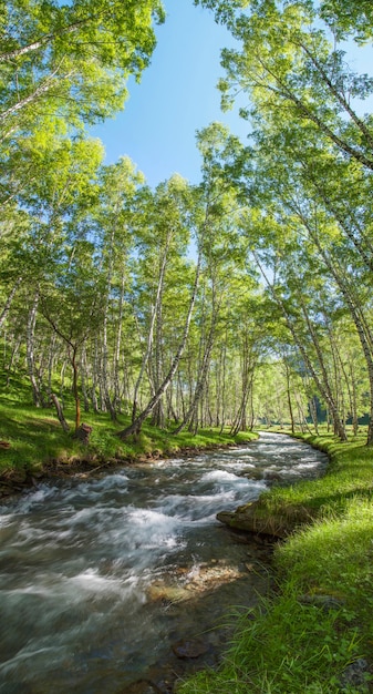 Foto vertical de un bosque de abedules de primavera y un arroyo