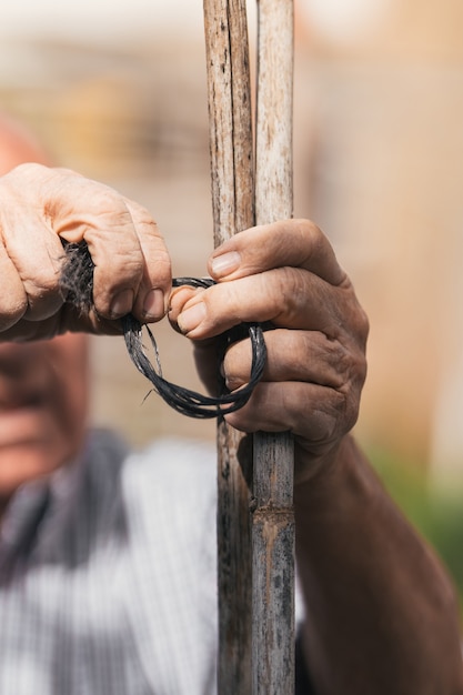 Foto vertical das mãos de um homem de 80 anos trabalhando em um pomar