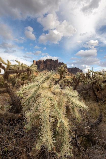 Foto vertical de cactos cholla de ursinho de pelúcia perto das montanhas Arizona Superstition nos EUA