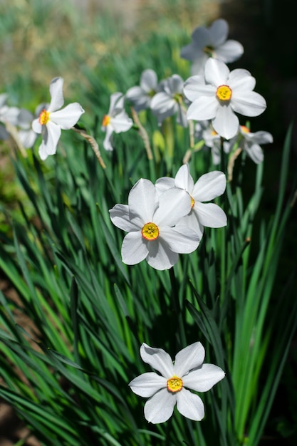 Foto vertical de primavera beleza branca flores